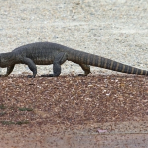 Varanus rosenbergi at Wamboin, NSW - 16 Feb 2012