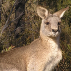 Macropus giganteus (Eastern Grey Kangaroo) at Mount Taylor - 1 Jul 2017 by MatthewFrawley