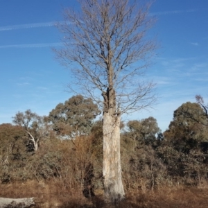 Celtis australis at Symonston, ACT - 2 Jul 2017