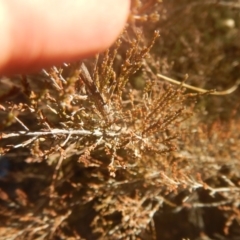 Micromyrtus ciliata (Fringed Heath-myrtle) at Yarralumla, ACT - 2 Jul 2017 by MichaelMulvaney