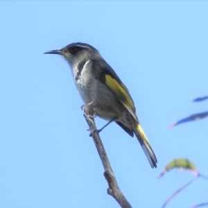 Phylidonyris pyrrhopterus at Rendezvous Creek, ACT - 2 Jul 2017