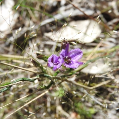 Thysanotus patersonii (Twining Fringe Lily) at Goorooyarroo NR (ACT) - 6 Nov 2016 by ArcherCallaway