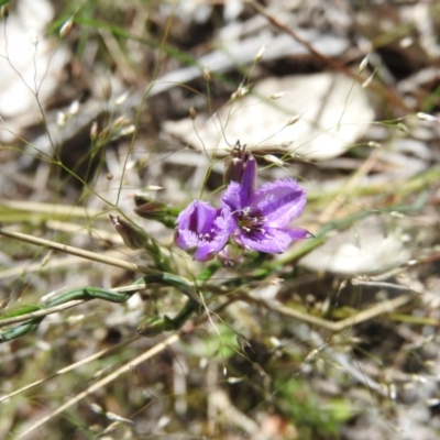 Thysanotus patersonii (Twining Fringe Lily) at Goorooyarroo NR (ACT) - 5 Nov 2016 by RyuCallaway