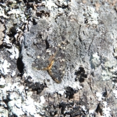 Halone coryphoea (Eastern Halone moth) at Goorooyarroo NR (ACT) - 5 Nov 2016 by RyuCallaway