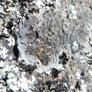 Halone coryphoea at Goorooyarroo NR (ACT) - 6 Nov 2016