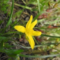 Hypoxis hygrometrica (Golden Weather-grass) at Goorooyarroo NR (ACT) - 5 Nov 2016 by RyuCallaway