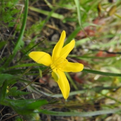 Hypoxis hygrometrica (Golden Weather-grass) at Goorooyarroo NR (ACT) - 6 Nov 2016 by ArcherCallaway