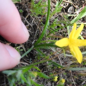 Hypoxis hygrometrica at Goorooyarroo NR (ACT) - 6 Nov 2016