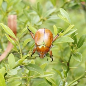 Anoplognathus suturalis at O'Connor, ACT - 29 Dec 2016