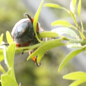 Anoplognathus suturalis at O'Connor, ACT - 29 Dec 2016