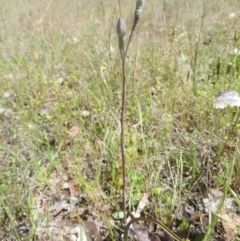 Thelymitra (Genus) (Sun Orchid) at Goorooyarroo NR (ACT) - 6 Nov 2016 by ArcherCallaway