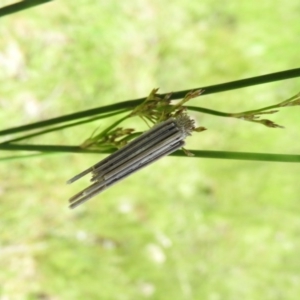 Clania lewinii & similar Casemoths at Goorooyarroo NR (ACT) - 6 Nov 2016 10:50 AM