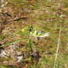 Rytidosperma carphoides (Short Wallaby Grass) at Goorooyarroo NR (ACT) - 6 Nov 2016 by ArcherCallaway