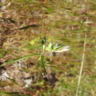 Rytidosperma carphoides (Short Wallaby Grass) at Goorooyarroo NR (ACT) - 5 Nov 2016 by RyuCallaway