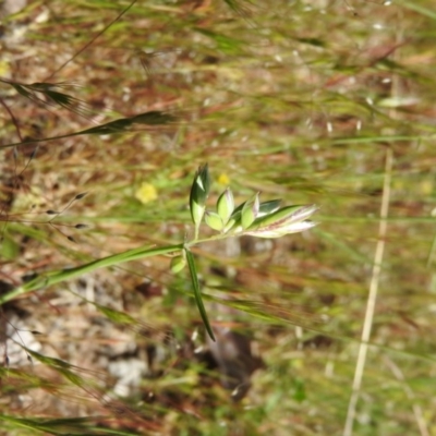 Rytidosperma carphoides (Short Wallaby Grass) at Goorooyarroo NR (ACT) - 6 Nov 2016 by ArcherCallaway