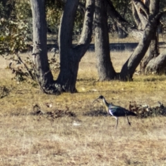 Threskiornis spinicollis at Forde, ACT - 2 Jul 2017 01:07 PM