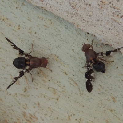 Acanthonevroides jarvisi (A fruit fly) at Paddys River, ACT - 16 Jan 2017 by michaelb