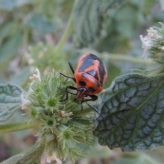 Agonoscelis rutila (Horehound bug) at Tennent, ACT - 16 Jan 2017 by michaelb