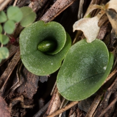 Corysanthes incurva (Slaty Helmet Orchid) at Point 4081 by DerekC