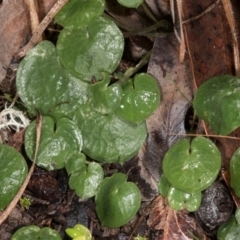 Corysanthes hispida (Bristly Helmet Orchid) at Point 4081 - 21 Jun 2017 by DerekC