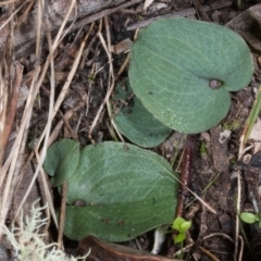 Cyrtostylis reniformis (Common Gnat Orchid) at Point 4081 - 21 Jun 2017 by DerekC