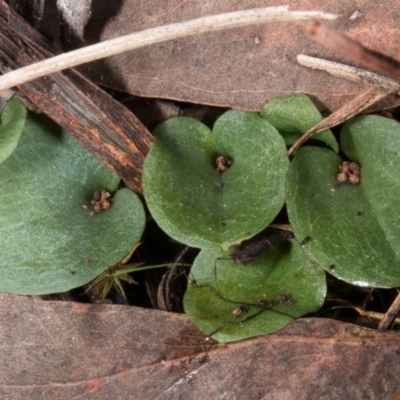 Cyrtostylis reniformis (Common Gnat Orchid) at  - suppressed by DerekC