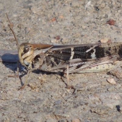 Gastrimargus musicus (Yellow-winged Locust or Grasshopper) at Gigerline Nature Reserve - 16 Jan 2017 by MichaelBedingfield
