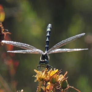 Austrogomphus cornutus at Tennent, ACT - 16 Jan 2017