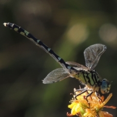 Austrogomphus cornutus at Tennent, ACT - 16 Jan 2017