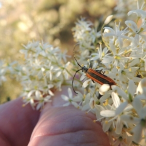 Stenoderus suturalis at Tennent, ACT - 16 Jan 2017