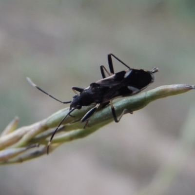 Dieuches sp. (genus) (Black and White Seed Bug) at Tennent, ACT - 16 Jan 2017 by MichaelBedingfield