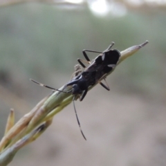 Dieuches sp. (genus) at Tennent, ACT - 16 Jan 2017