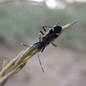 Dieuches sp. (genus) at Tennent, ACT - 16 Jan 2017