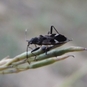 Dieuches sp. (genus) at Tennent, ACT - 16 Jan 2017