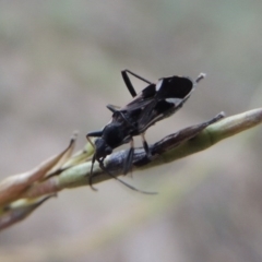 Dieuches maculicollis at Tennent, ACT - 16 Jan 2017