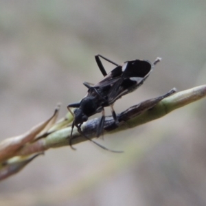 Dieuches maculicollis at Tennent, ACT - 16 Jan 2017