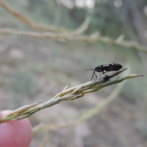 Dieuches sp. (genus) at Tennent, ACT - 16 Jan 2017