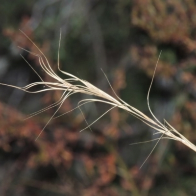 Anthosachne scabra (Common Wheat-grass) at Paddys River, ACT - 16 Jan 2017 by michaelb