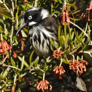 Phylidonyris novaehollandiae at Uriarra Village, ACT - 1 Jul 2017