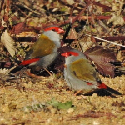 Neochmia temporalis (Red-browed Finch) at Lower Cotter Catchment - 3 Jul 2017 by JohnBundock