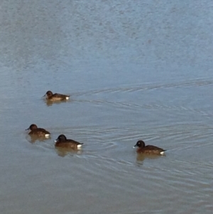 Aythya australis at Franklin, ACT - 4 Jul 2017