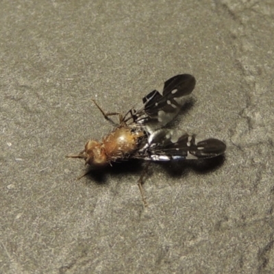 Acanthonevroides jarvisi (A fruit fly) at Tharwa, ACT - 15 Jan 2017 by MichaelBedingfield