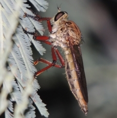 Colepia ingloria (A robber fly) at Tennent, ACT - 16 Jan 2017 by MichaelBedingfield