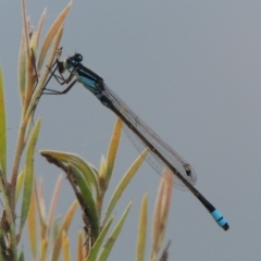 Ischnura heterosticta (Common Bluetail Damselfly) at Tennent, ACT - 11 Jan 2016 by michaelb