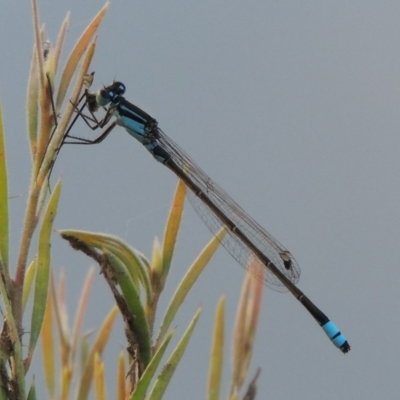 Ischnura heterosticta (Common Bluetail Damselfly) at Tennent, ACT - 11 Jan 2016 by michaelb