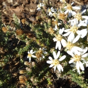 Olearia microphylla at Molonglo Valley, ACT - 29 Jun 2017