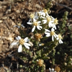 Olearia microphylla at Molonglo Valley, ACT - 29 Jun 2017 01:39 PM