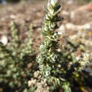 Olearia microphylla at Molonglo Valley, ACT - 29 Jun 2017