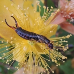 Forficula auricularia (European Earwig) at Conder, ACT - 8 Dec 2015 by MichaelBedingfield