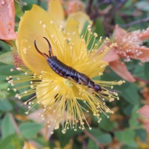 Forficula auricularia at Conder, ACT - 8 Dec 2015